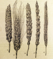 Drawings of the heads of wheat and rye stalks.
